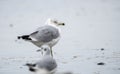 Ring Billed Gull on Myrtle Beach seashore Royalty Free Stock Photo